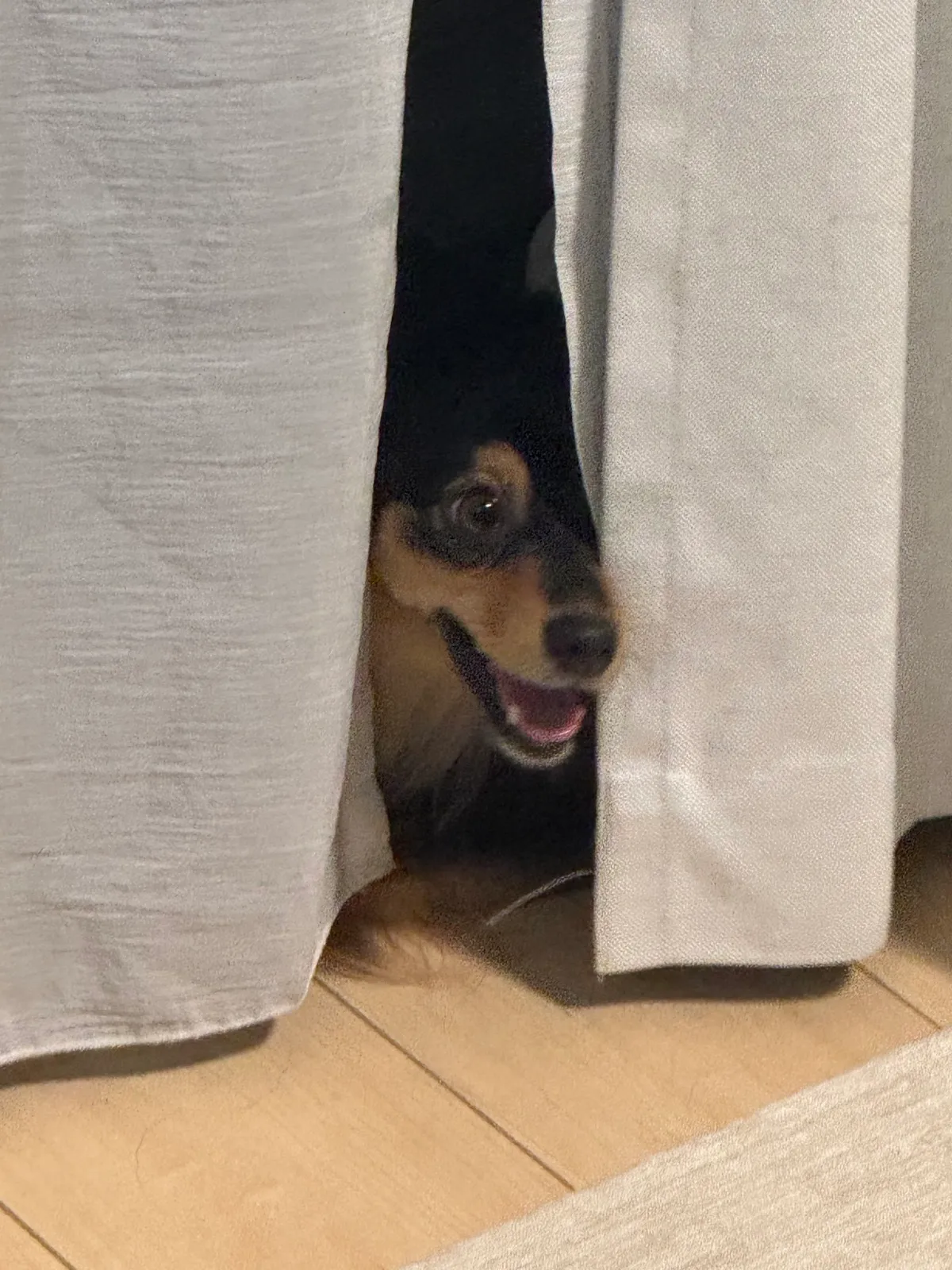 カーテンのすきまから かおをのぞかせるロコ