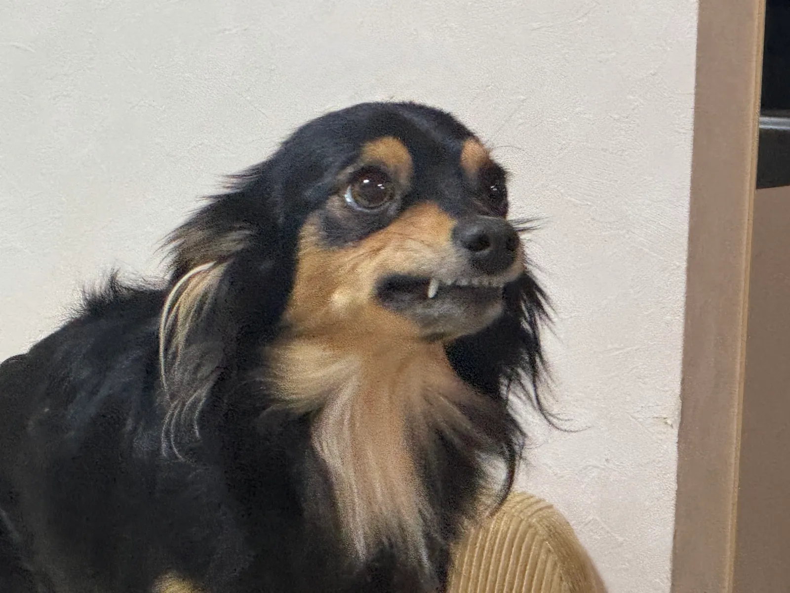 はが見えて おこっているような顔のロコ