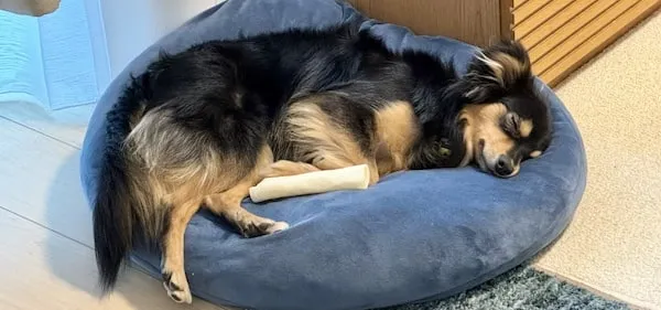 Loco, a black-and-tan chiweenie, sound asleep curled up on a blue dog bed