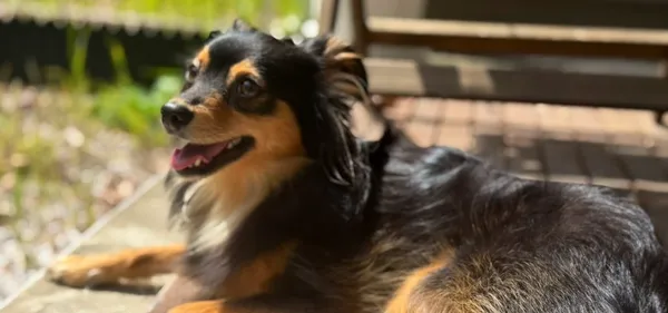 Loco, a black-and-tan chiweenie, lying on a sunny wooden deck with a happy open-mouthed smile