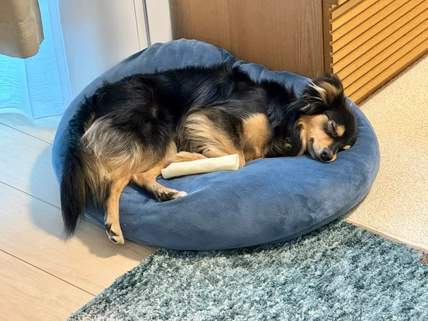 ベッドで丸くなって眠るロコ